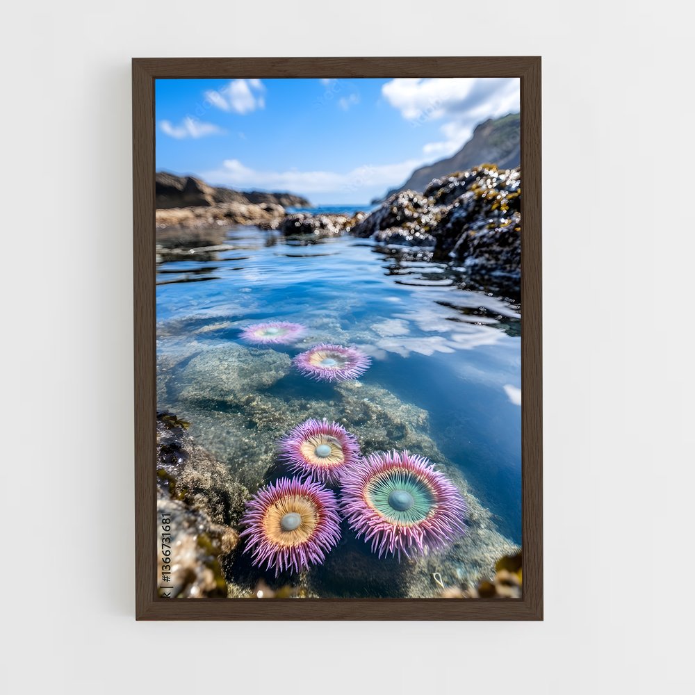 ap-sea anemone-3 cadre Bois foncé
