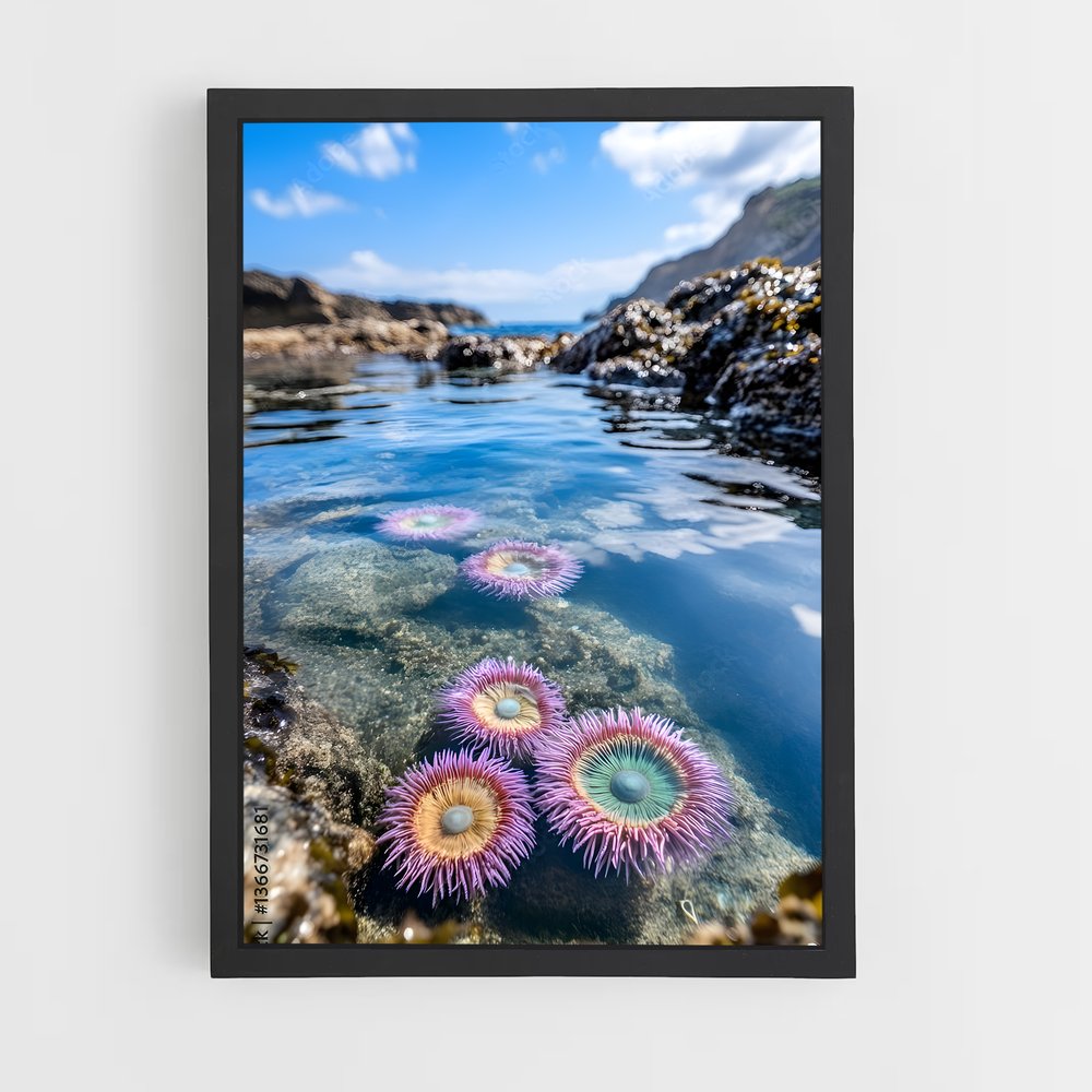 ap-sea anemone-3 cadre Noir