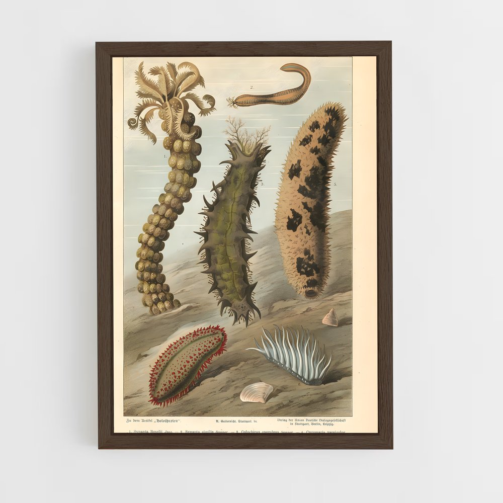 ap-sea cucumber-2 cadre Bois foncé
