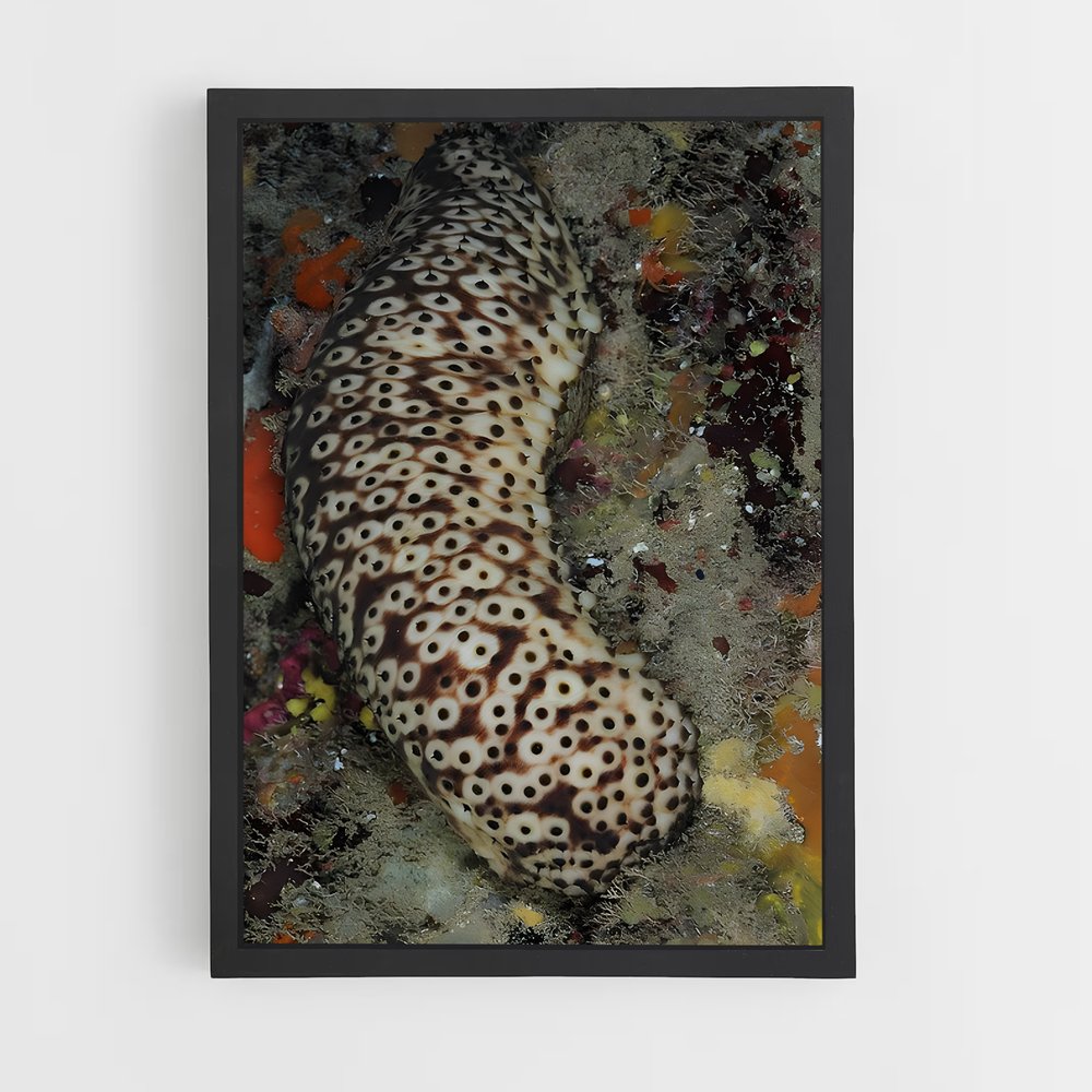 ap-sea cucumber-3 cadre Noir