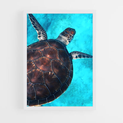 ap-sea turtle-12 cadre Blanc