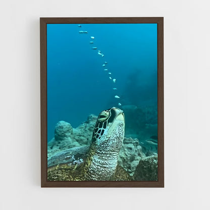 ap-sea turtle-14 cadre Bois foncé