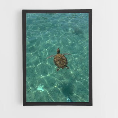 ap-sea turtle-6 cadre Noir