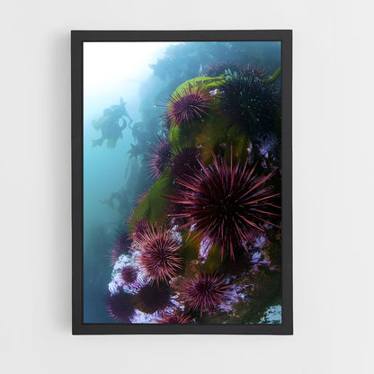 ap-sea urchin-2 cadre Noir