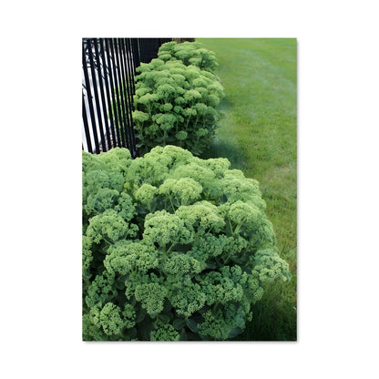 Poster Sedum 96339