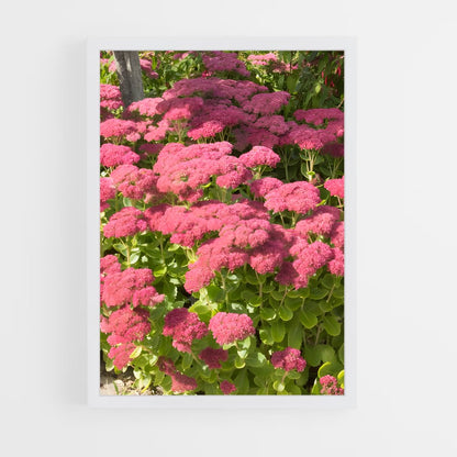 ap-sedum-3 cadre Blanc