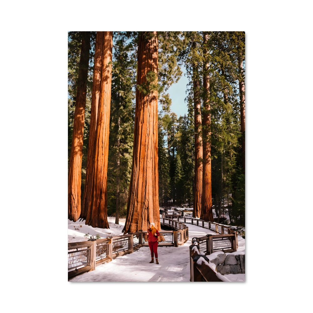 Poster Dans la Forêt Enneigée