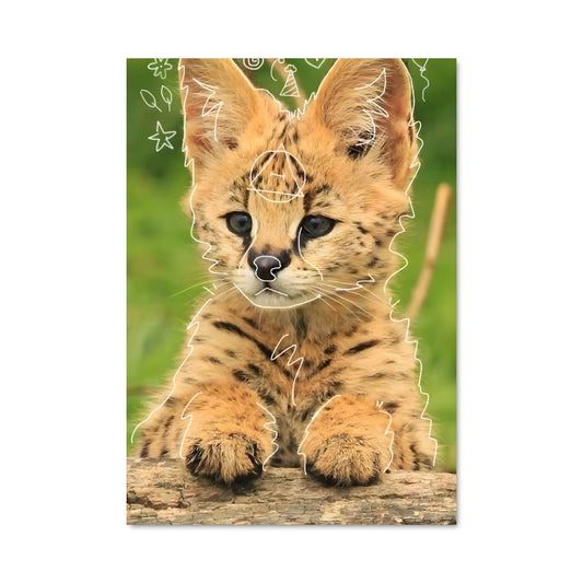 Poster Regard de Chaton