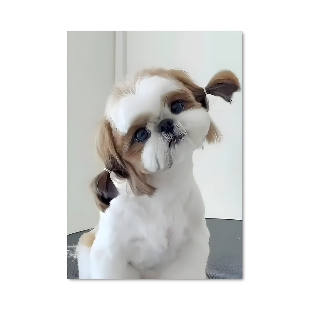 Poster Shih Tzu Élevé