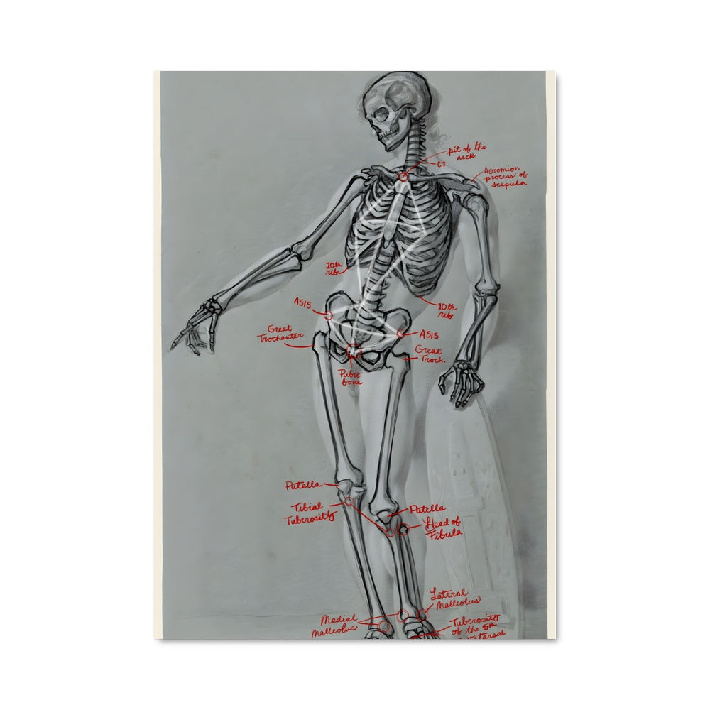 Poster Anatomie Squelettique