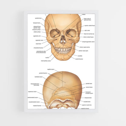 ap-skull-2 cadre Blanc