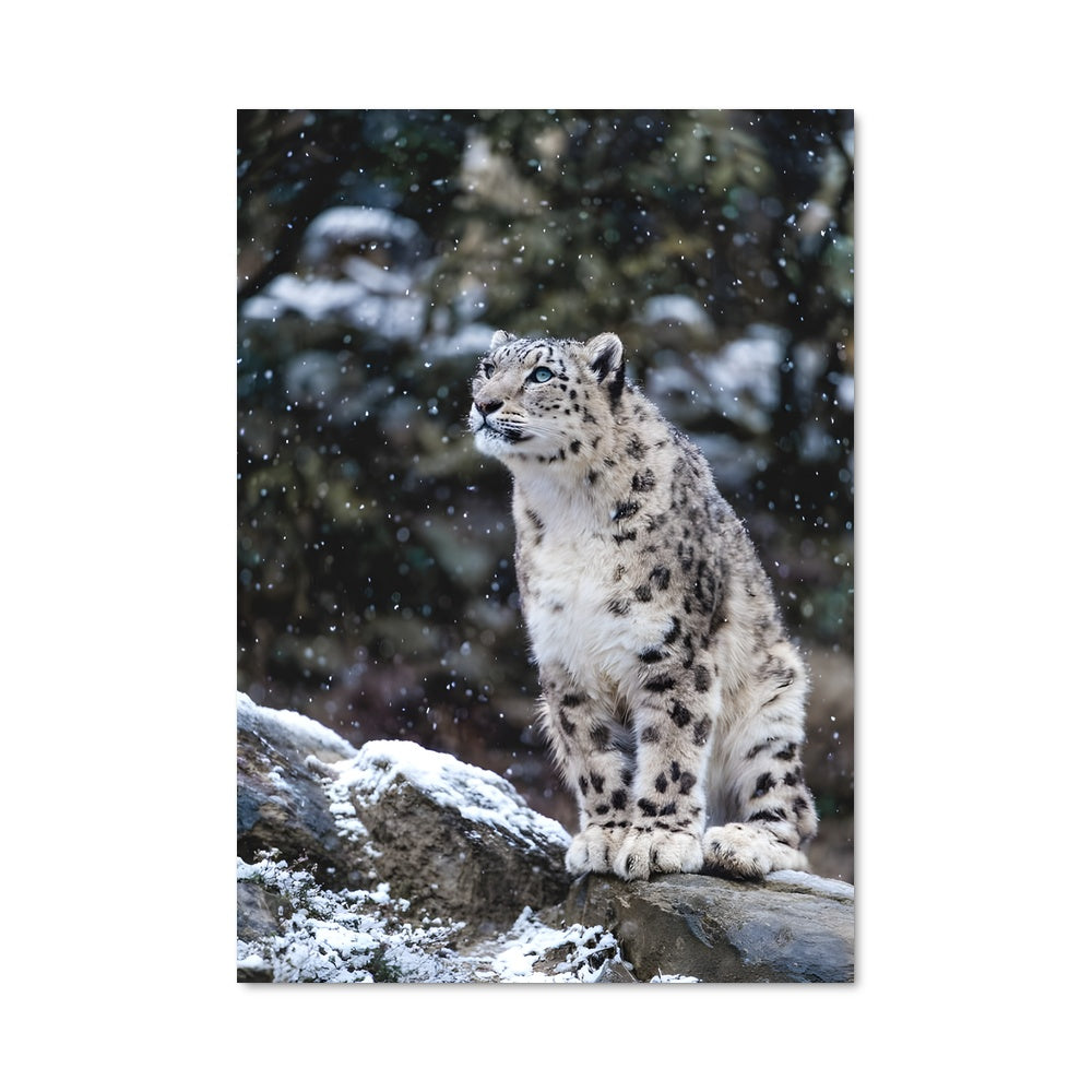 Poster Le Léopard des Neiges