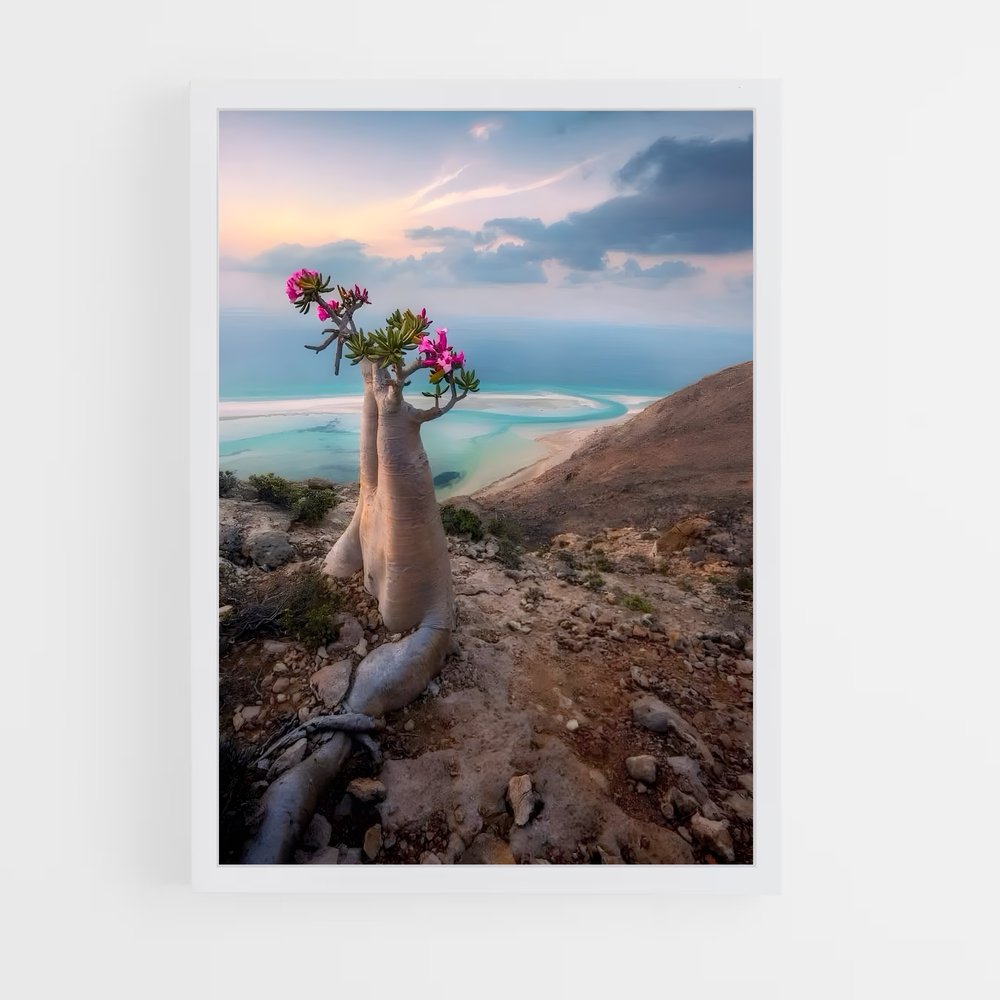 ap-socotra island-1 cadre Blanc