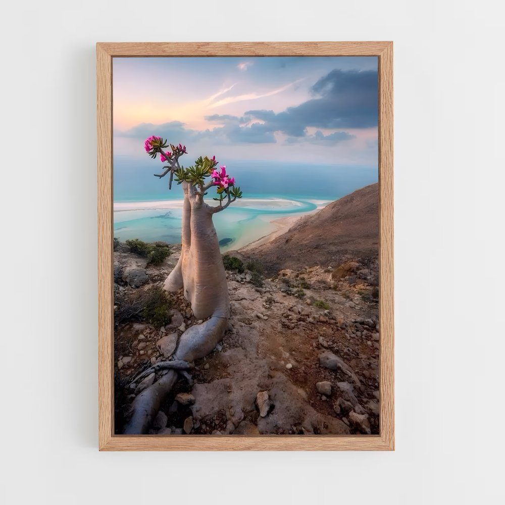 ap-socotra island-1 cadre Bois clair