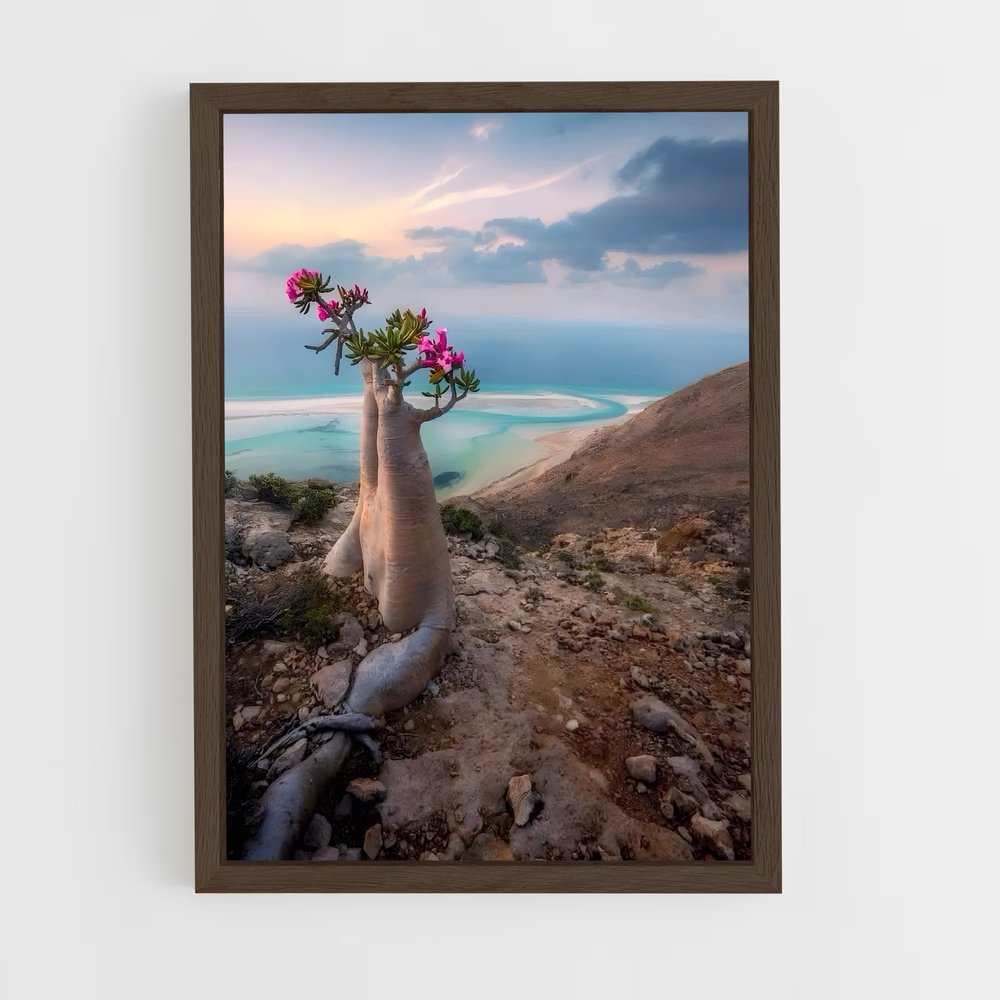 ap-socotra island-1 cadre Bois foncé