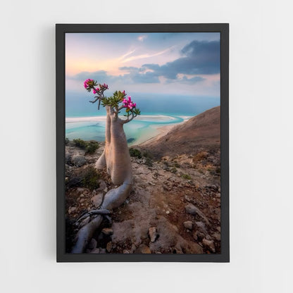 ap-socotra island-1 cadre Noir