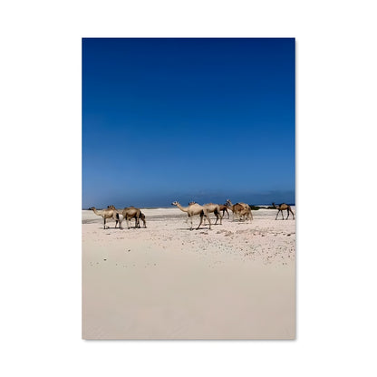 Poster Oasis de Chameaux