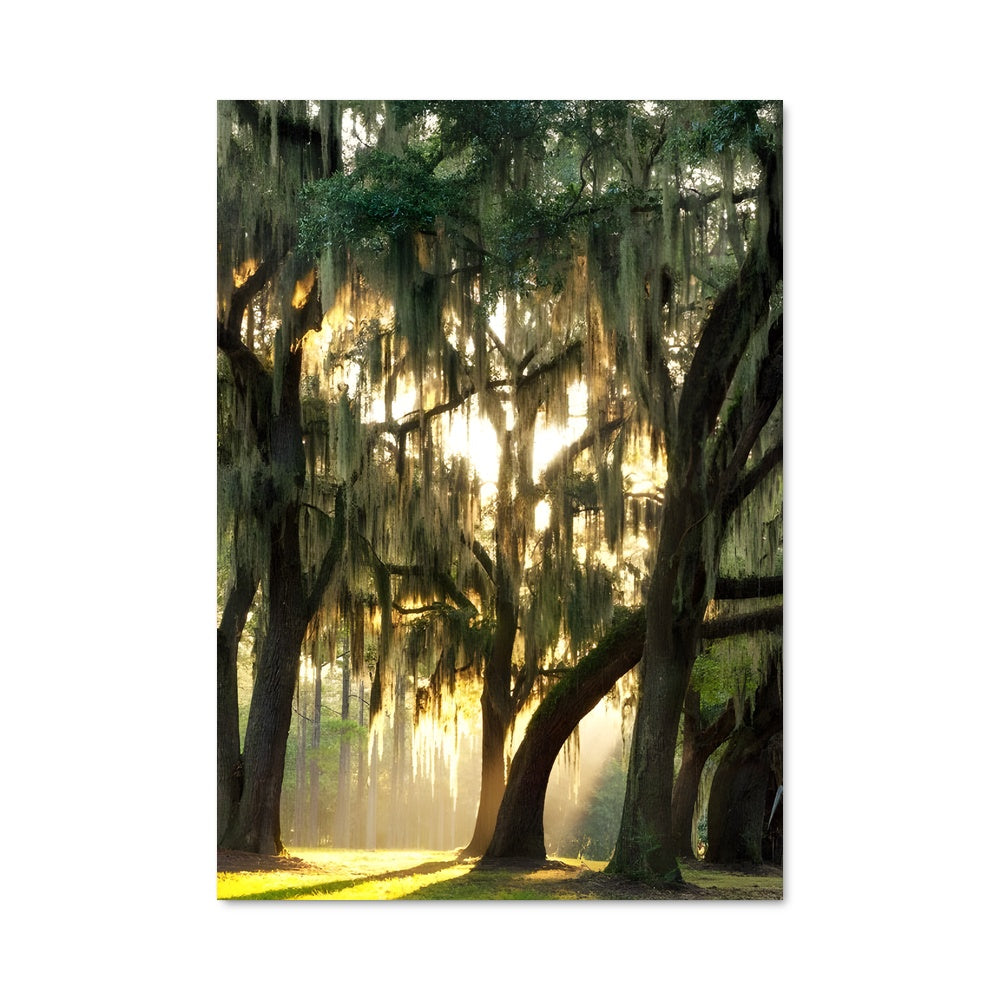 Poster Mystère de la Sphaigne