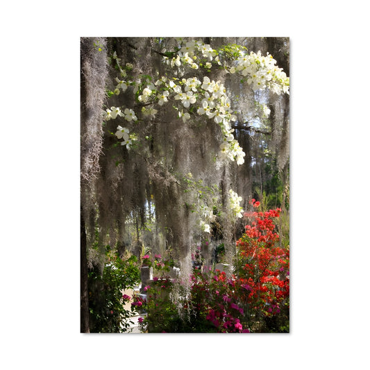 Poster Spanish moss 96888