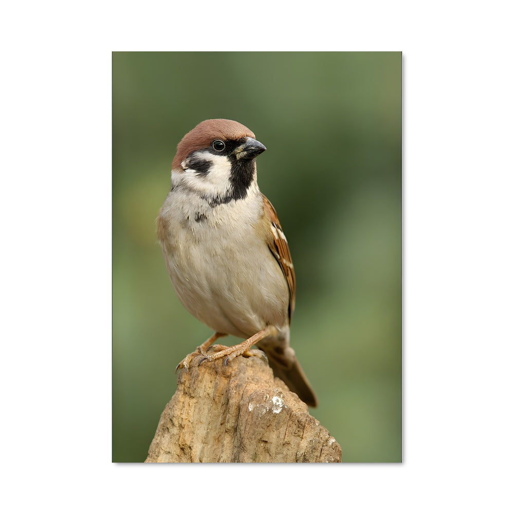 Poster Perchoir de rêve