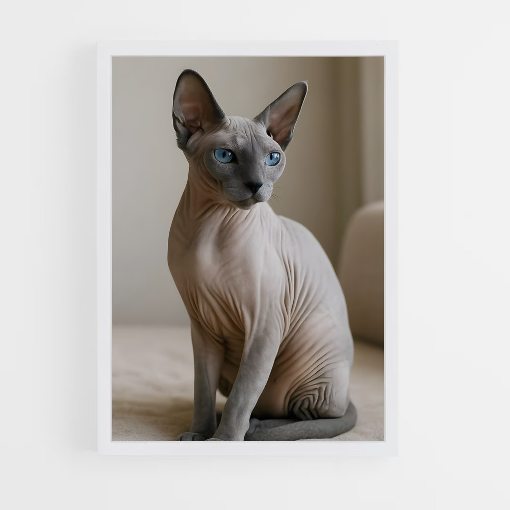 ap-sphynx-1 cadre Blanc