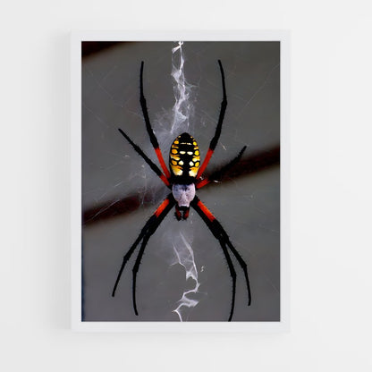 ap-spider-1 cadre Blanc
