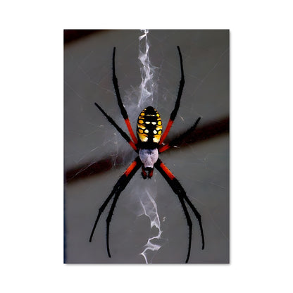 Poster Araignée Jaune et Noire
