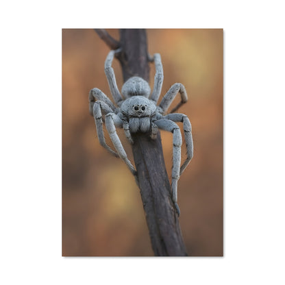 Poster Tara de l'Araignée