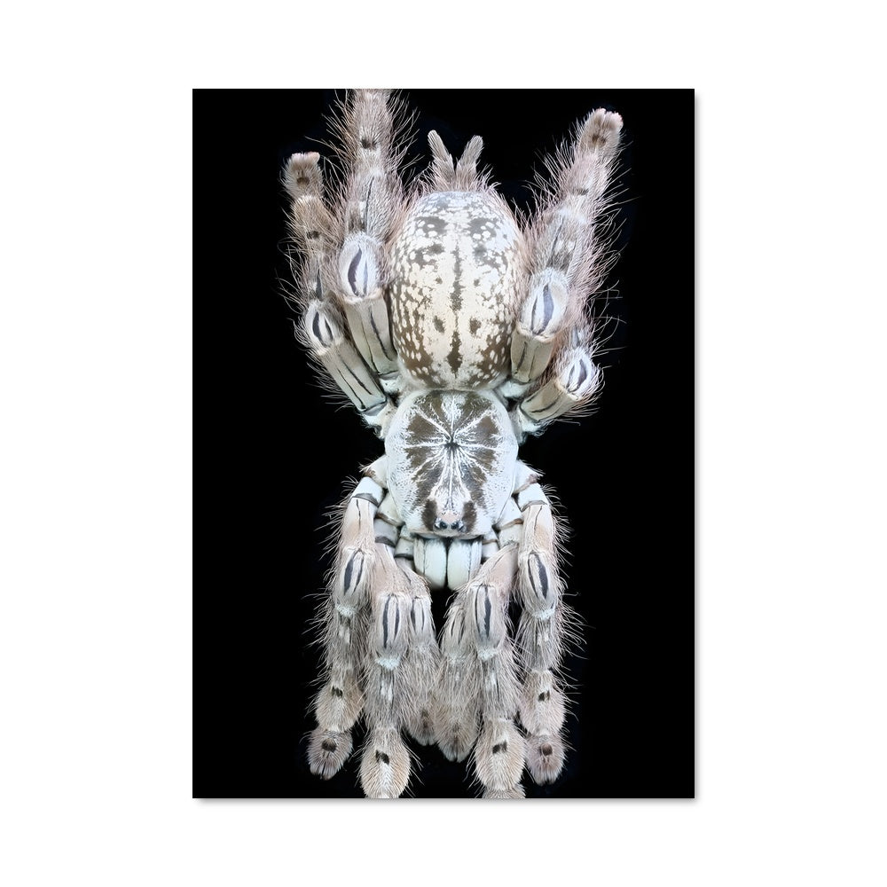 Poster Araignée Inversée