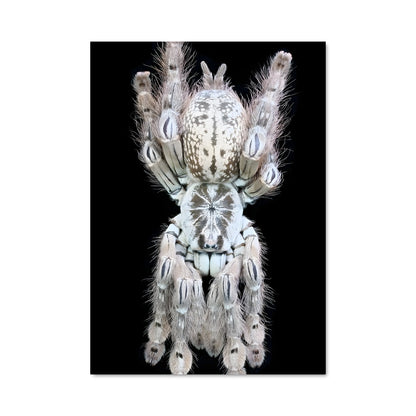 Poster Araignée Inversée