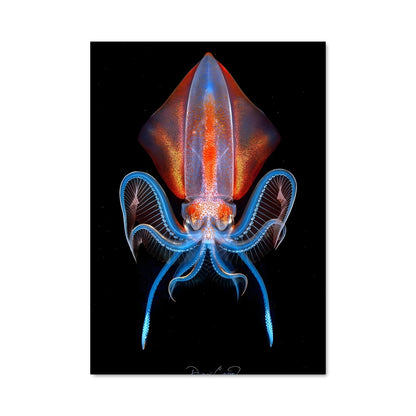 Poster Tentacule Mystérieux