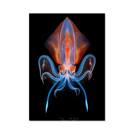 Poster Tentacule Mystérieux