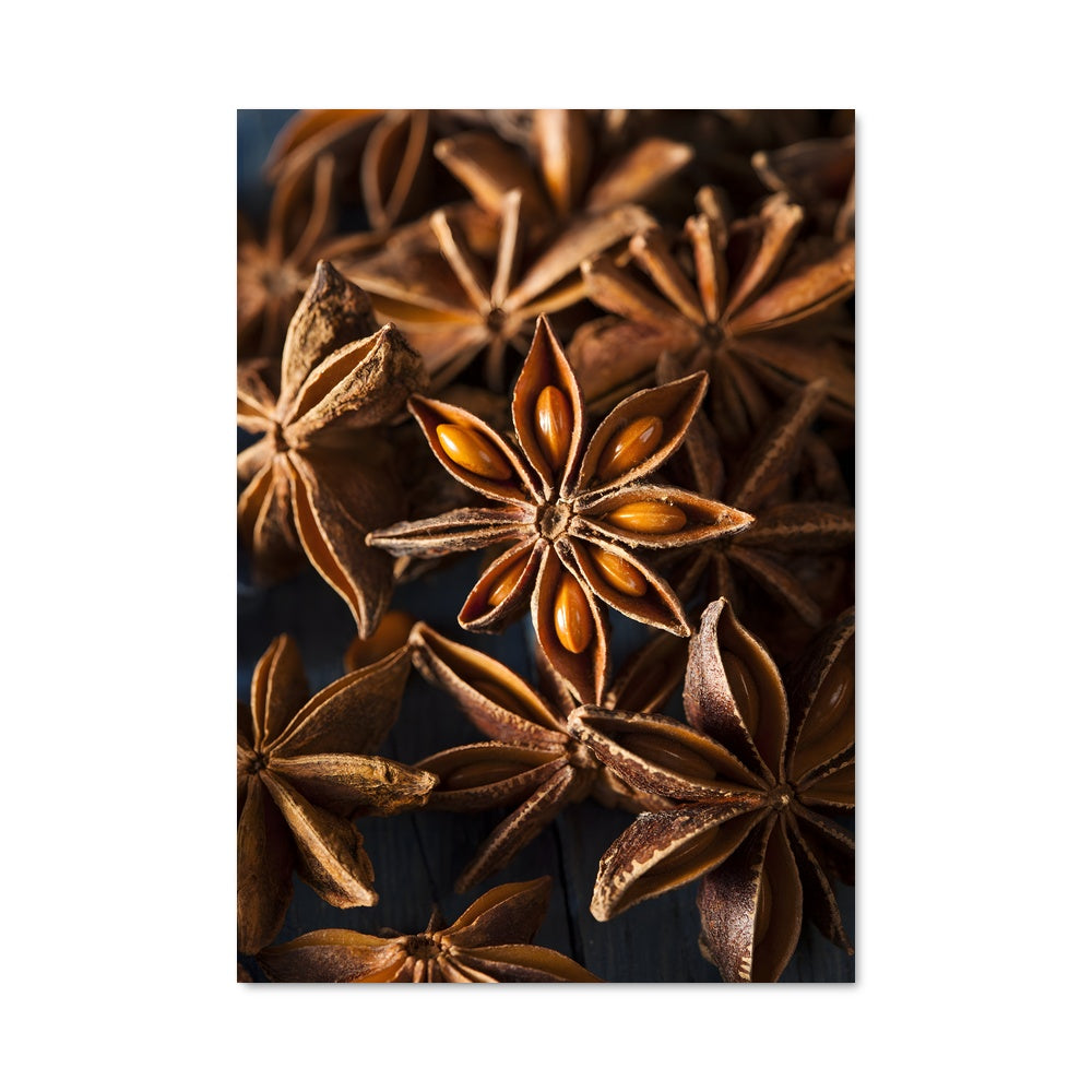 Poster Star anise 24646