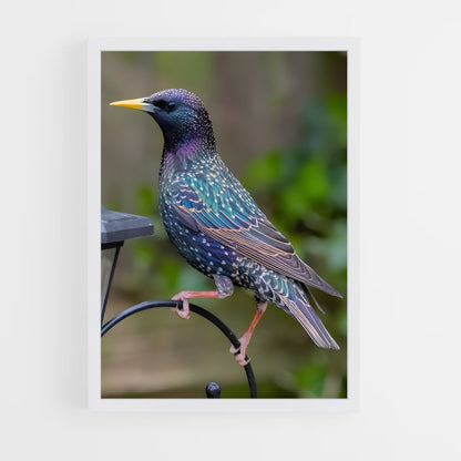 ap-starling-1 cadre Blanc