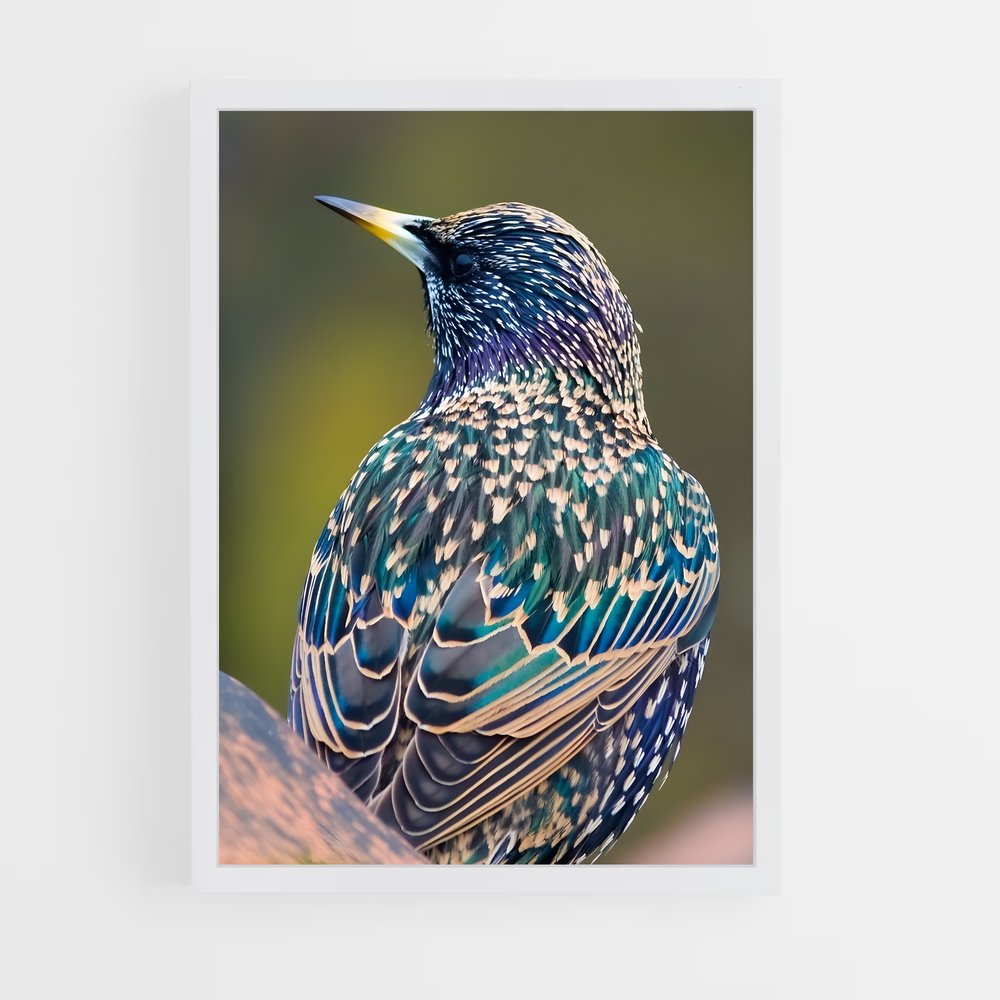ap-starling-2 cadre Blanc
