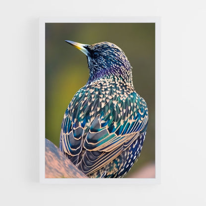 ap-starling-2 cadre Blanc