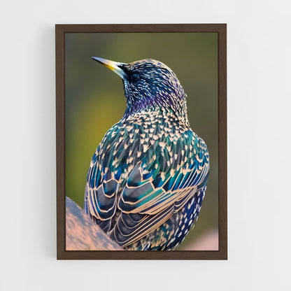 ap-starling-2 cadre Bois foncé