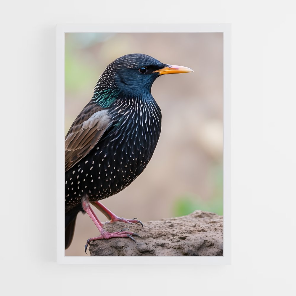 ap-starling-6 cadre Blanc