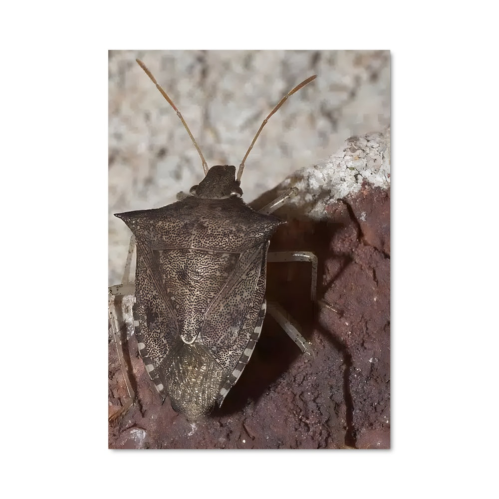 Poster Insecte Mystérieux