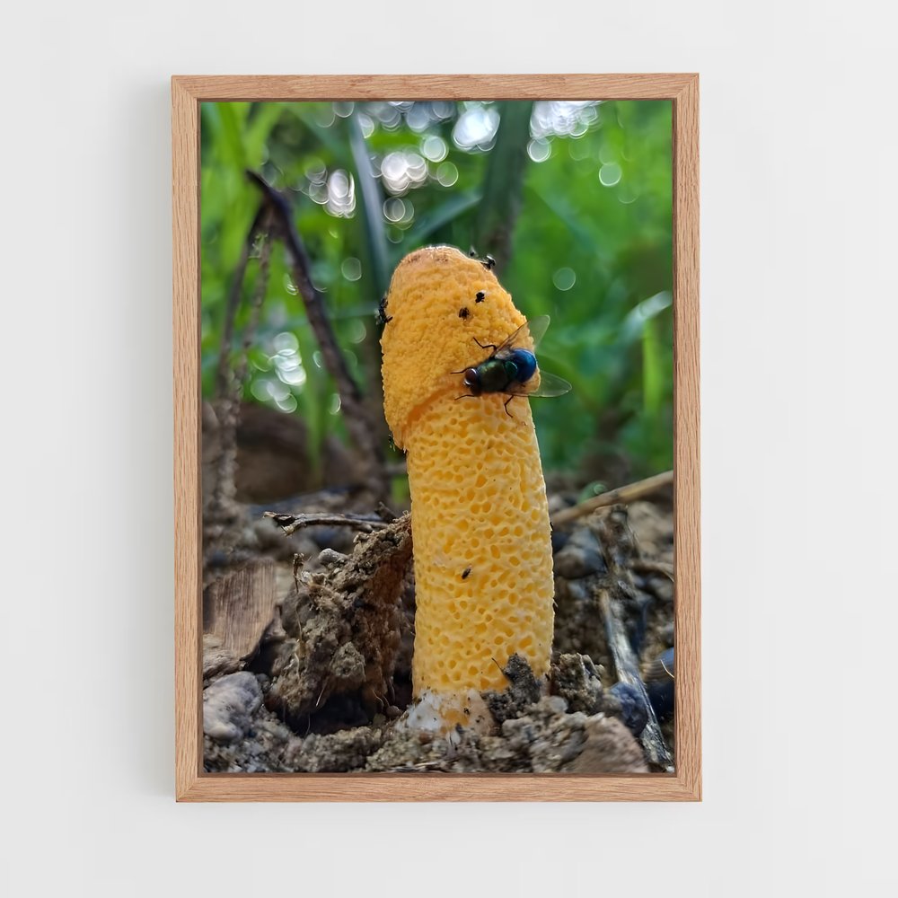 ap-stinkhorn-5 cadre Bois clair