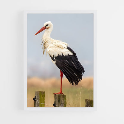 ap-stork-2 cadre Blanc