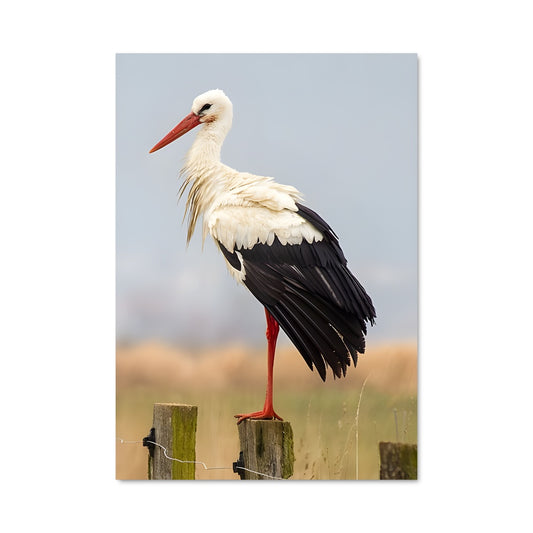 Poster La Cigogne Sur Le Fil