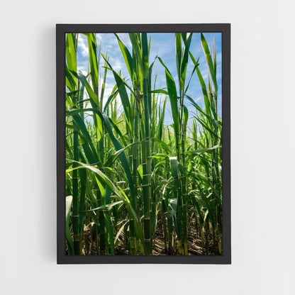 ap-sugarcane-3 cadre Noir