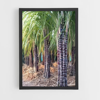 ap-sugarcane-4 cadre Noir