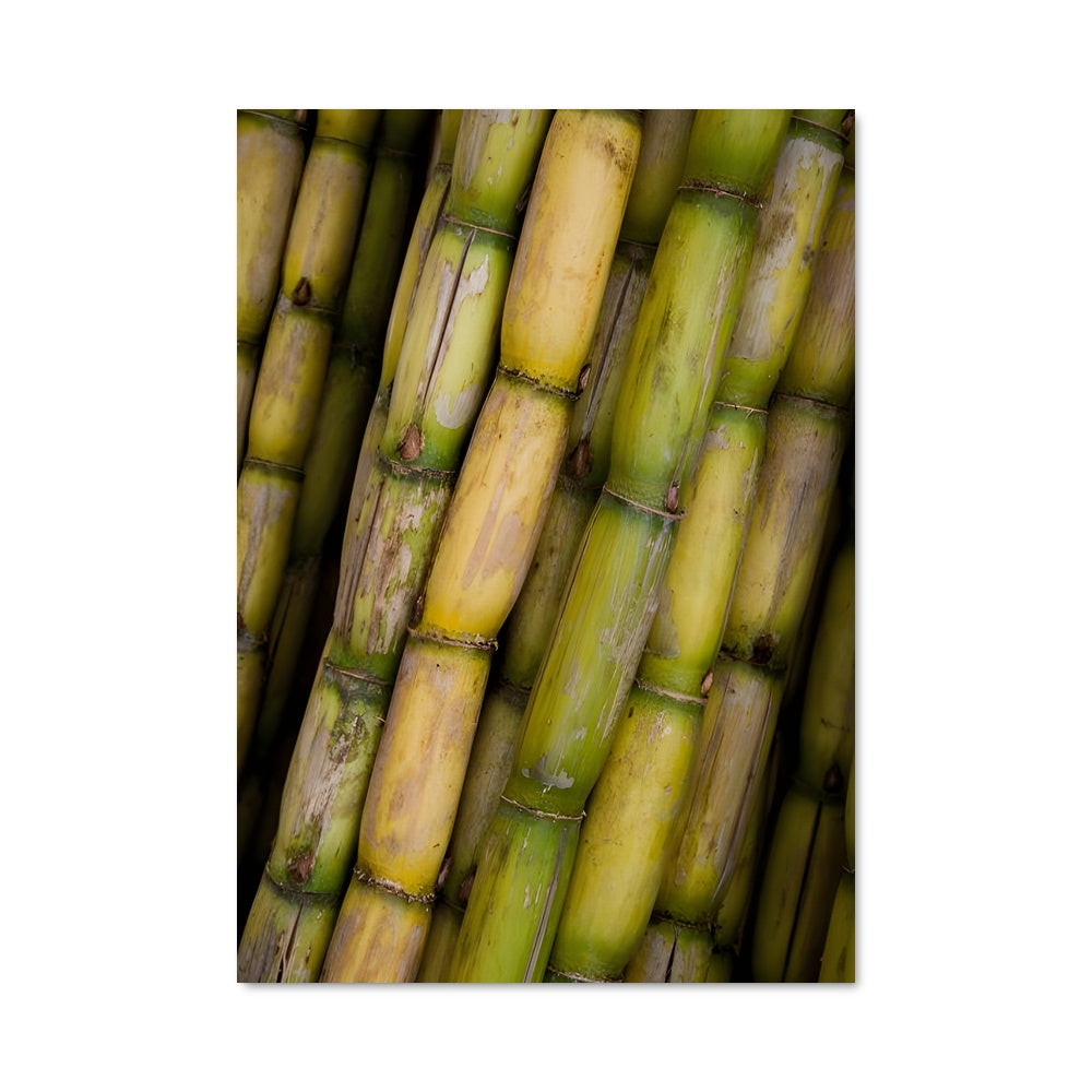 Poster Canne à Sucre