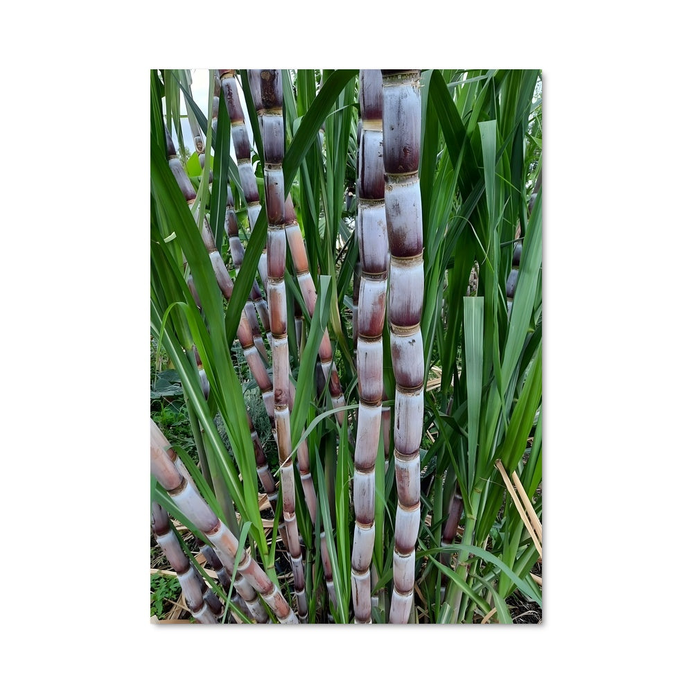 Poster Sugarcane 96371