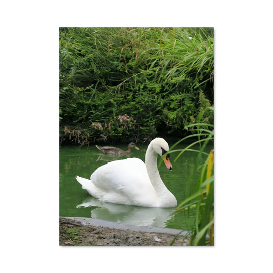 Poster Swan 84470