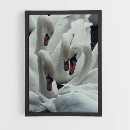 ap-swan-7 cadre Noir
