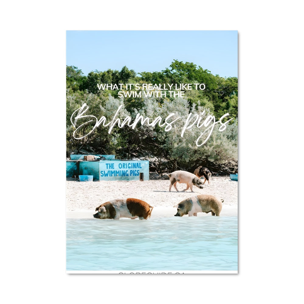Poster Les Cochons Nageurs des Bahamas