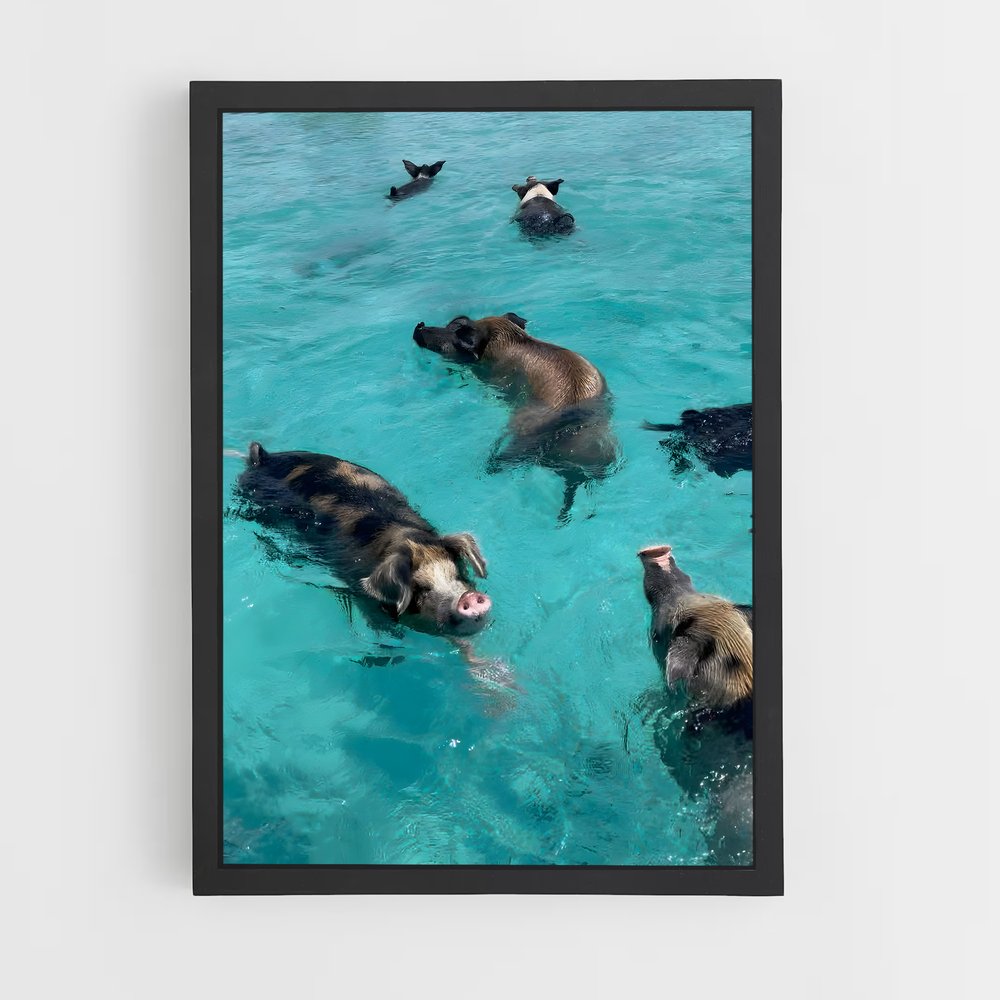 ap-swimming pigs beach-5 cadre Noir